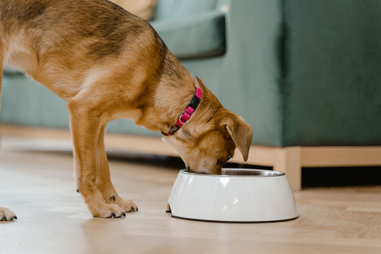Abgewogenes Hundefutter im Napf – wie viel Futter ein Hund braucht