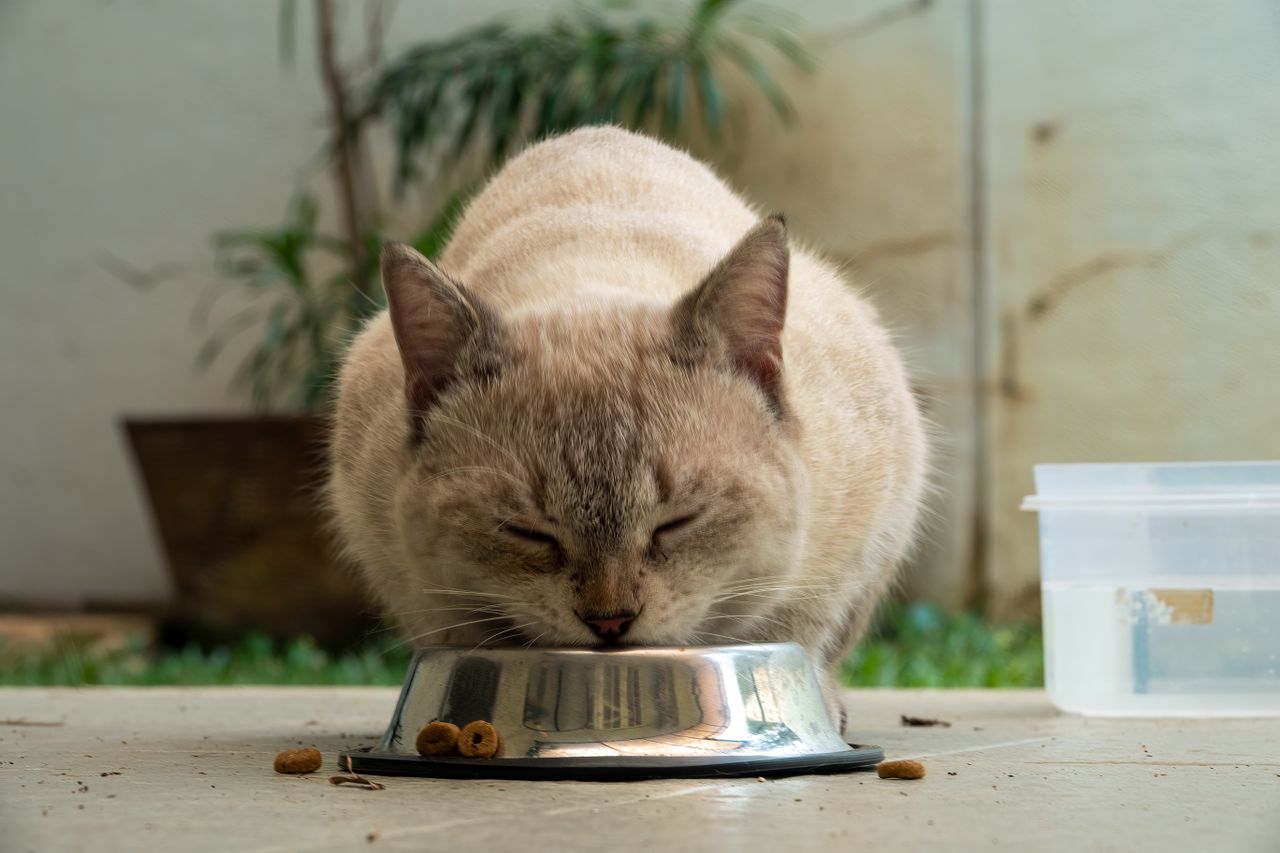 Katze frisst aus dem Napf – artgerechte Katzenernährung