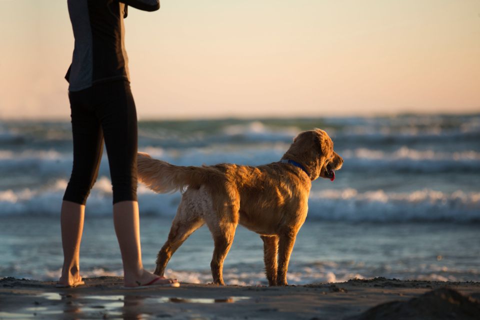 Anfängerhunde