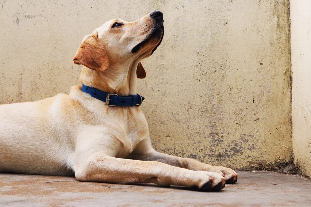 Heller Labrador liegt entspannt auf dem Boden