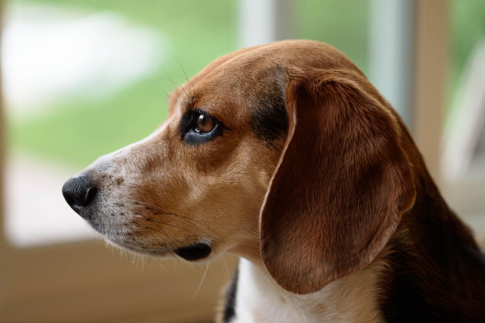 Dürfen Hunde Apfel essen?