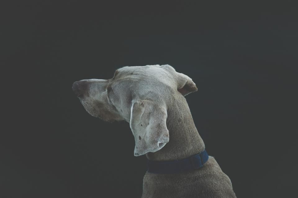 Dürfen Hunde Banane essen? Menge, Nutzen