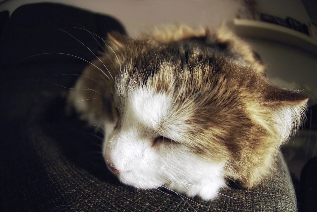 Katze liegt zusammengerollt und ruht