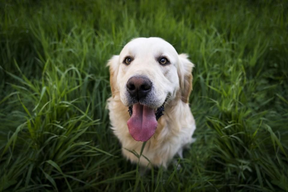 Getreidefreies Hundefutter