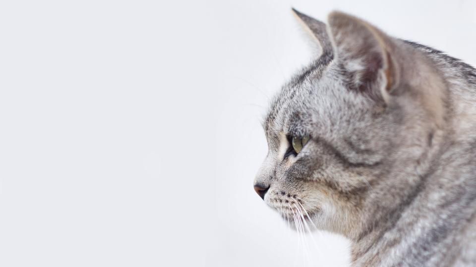 Getreidefreies Katzenfutter