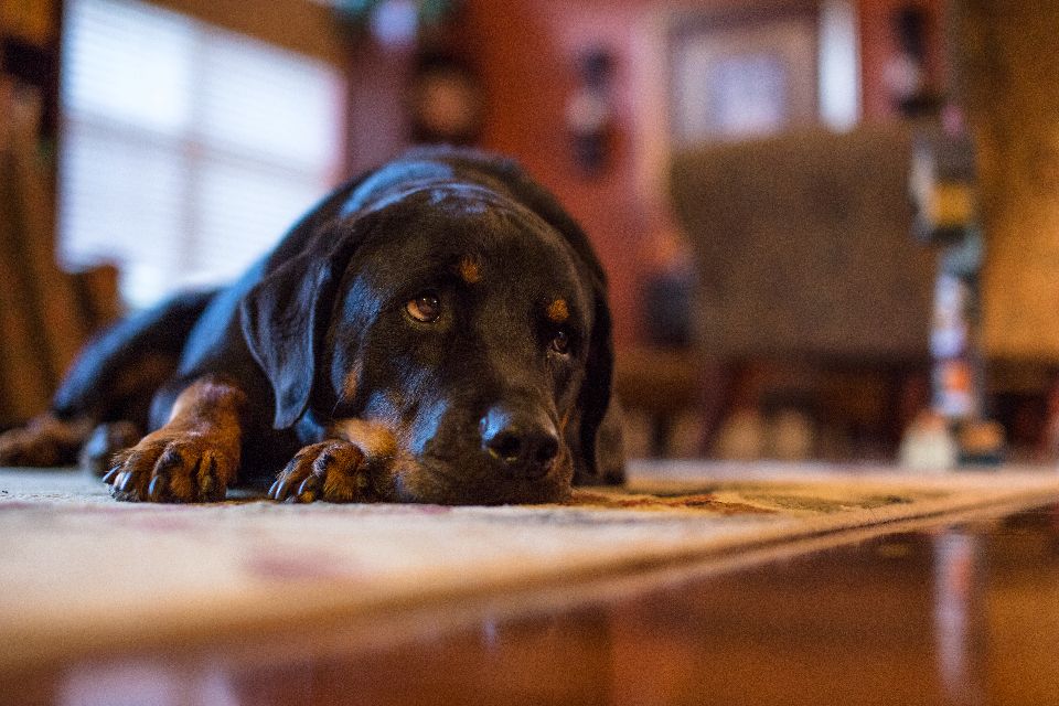 Giftige Lebensmittel für Hunde