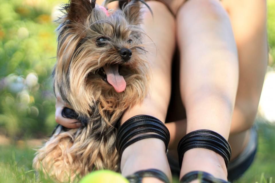 Hund aus dem Tierschutz adoptieren