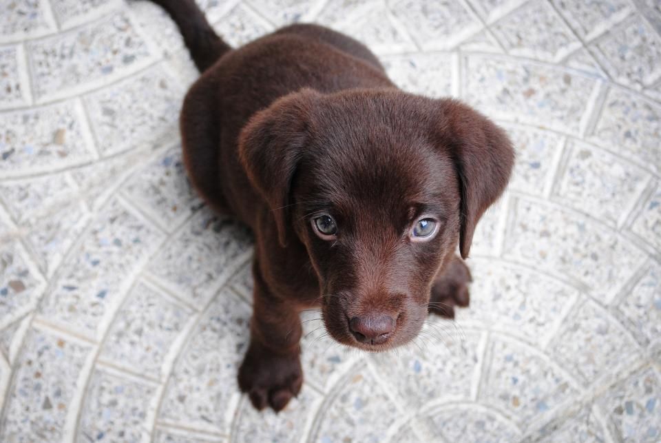 Hund alleine lassen üben