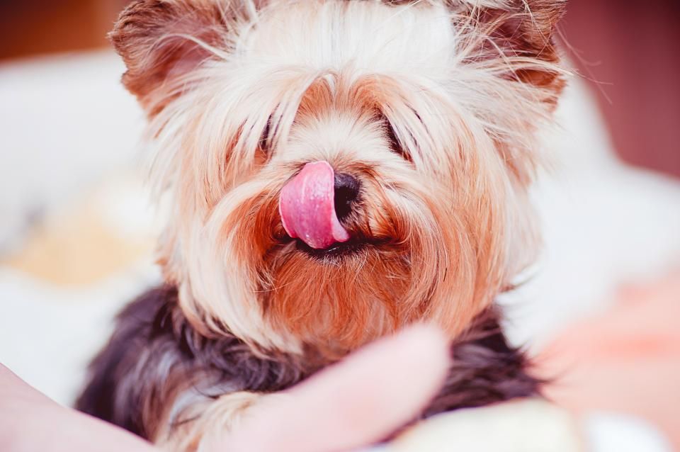 Hund bellt ständig