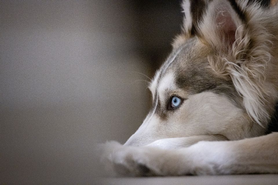 Hund erbricht