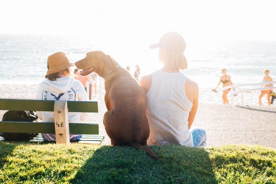 Hund sitzt bei Sonnenschein am Strand neben zwei Personen