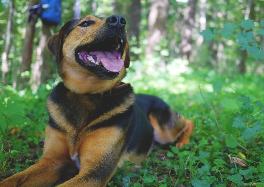 Hund liegt im grünen Wald und schaut nach oben