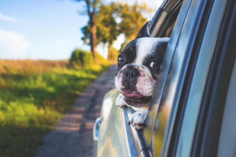Hund kastrieren