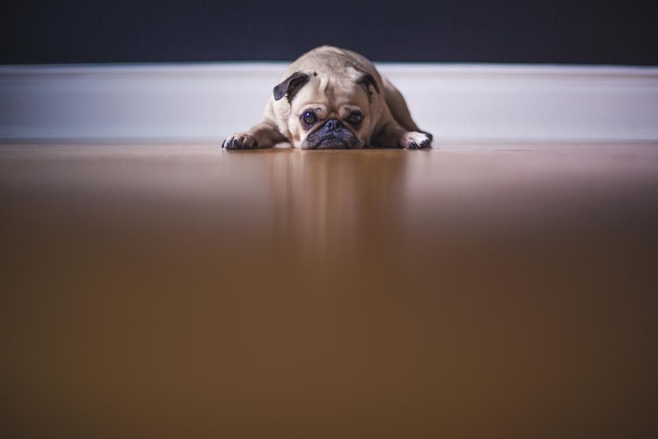 Übergewicht beim Hund erkennen