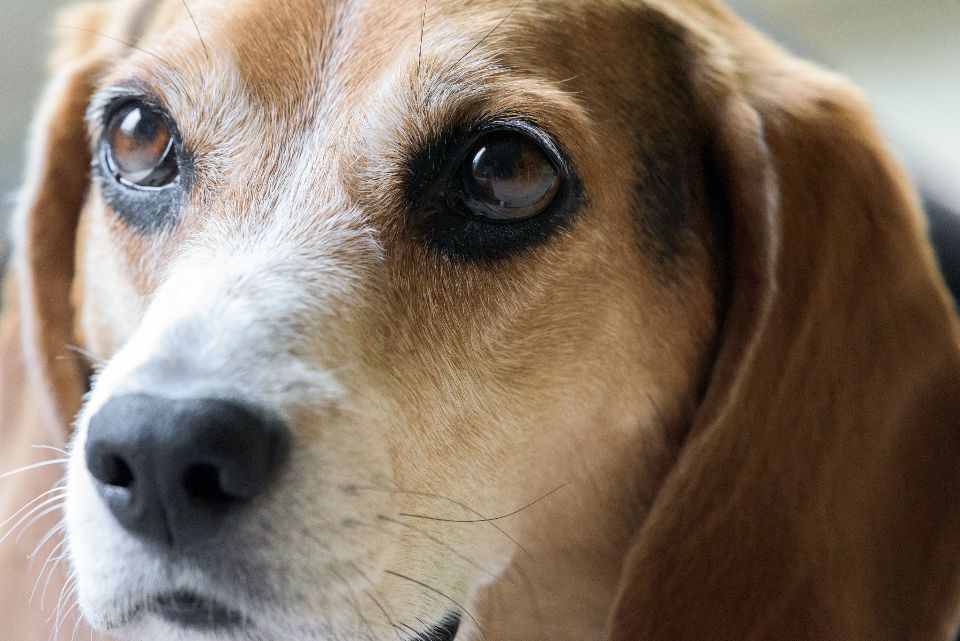 Warum zittert mein Hund? Ursachen