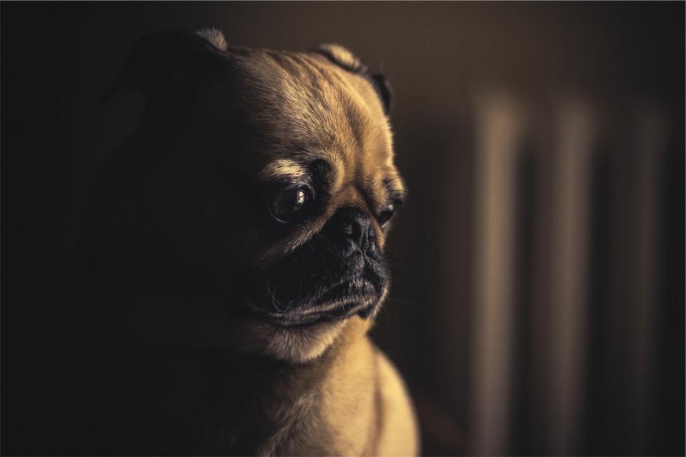 Hundegesundheit