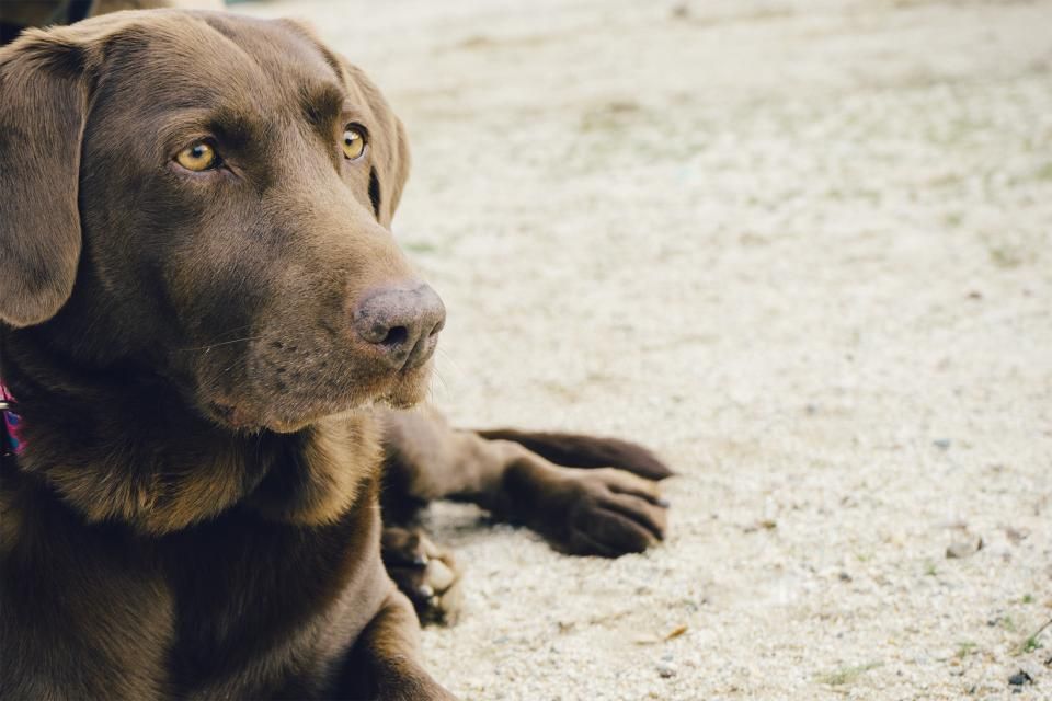 Krallen schneiden beim Hund