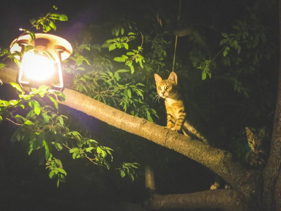 Katze entwurmen