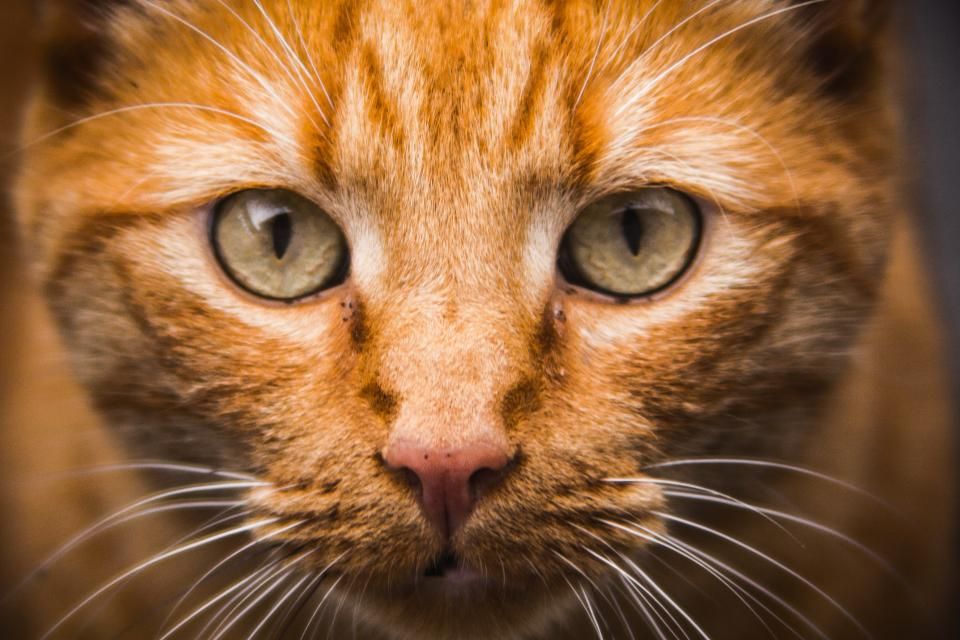Katze erbricht