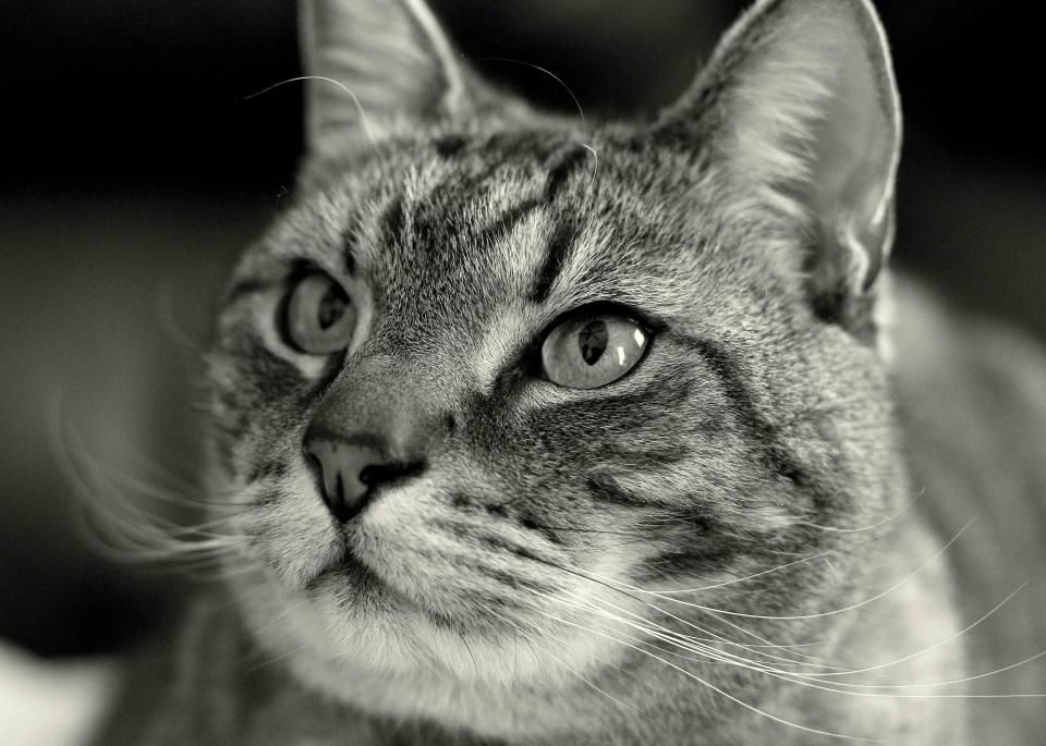Meine Katze frisst nicht