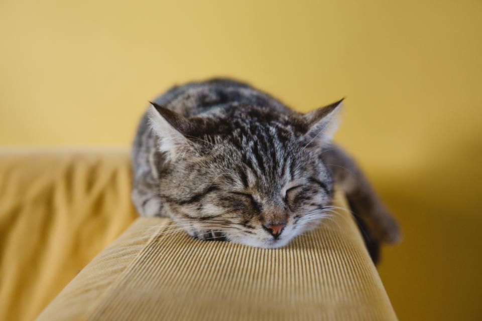 Impfungen bei Katzen