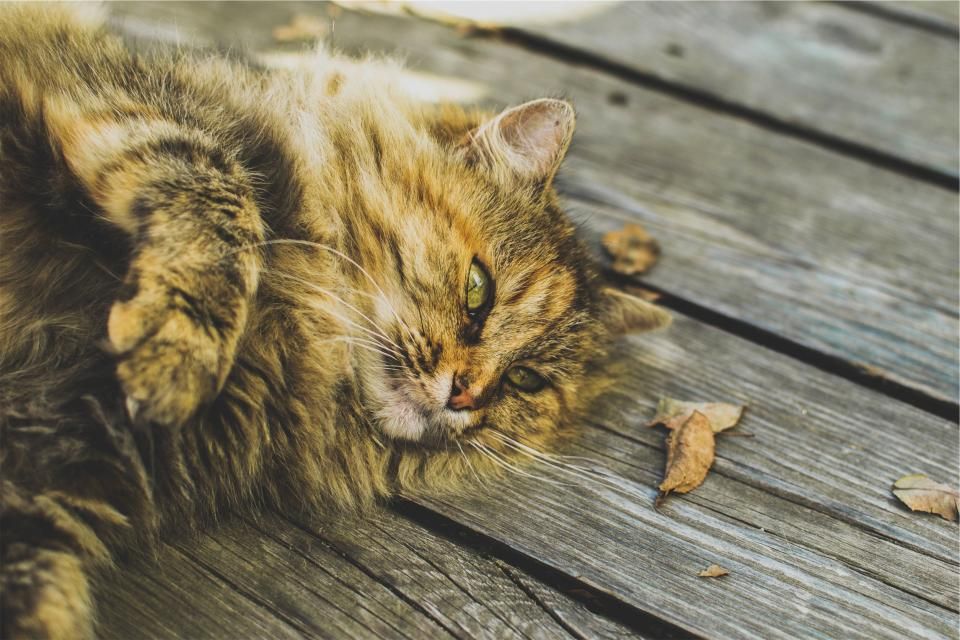Kastration der Katze