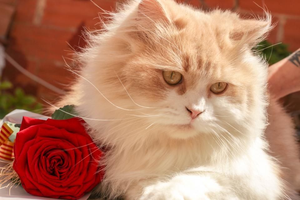 Katze kratzt an Möbeln