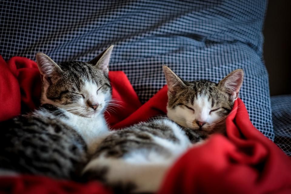 Katze markiert in der Wohnung