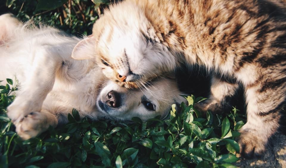Katze wird nicht stubenrein