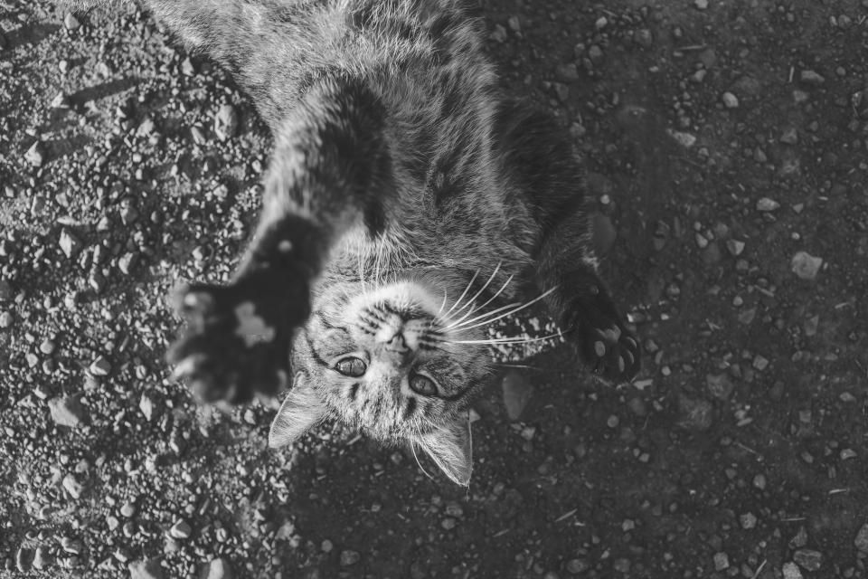 Wie viel Wasser braucht eine Katze?