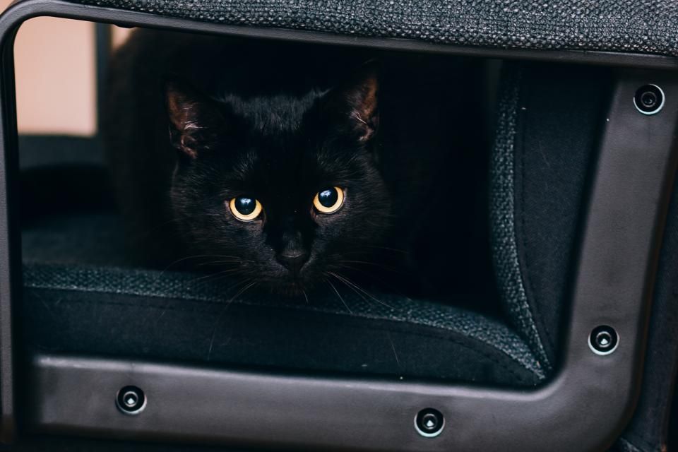 Übergewicht bei der Katze erkennen