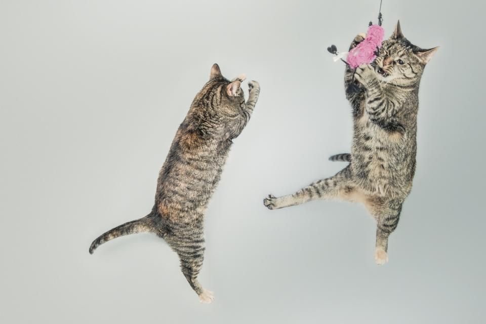 Katzengesundheit
