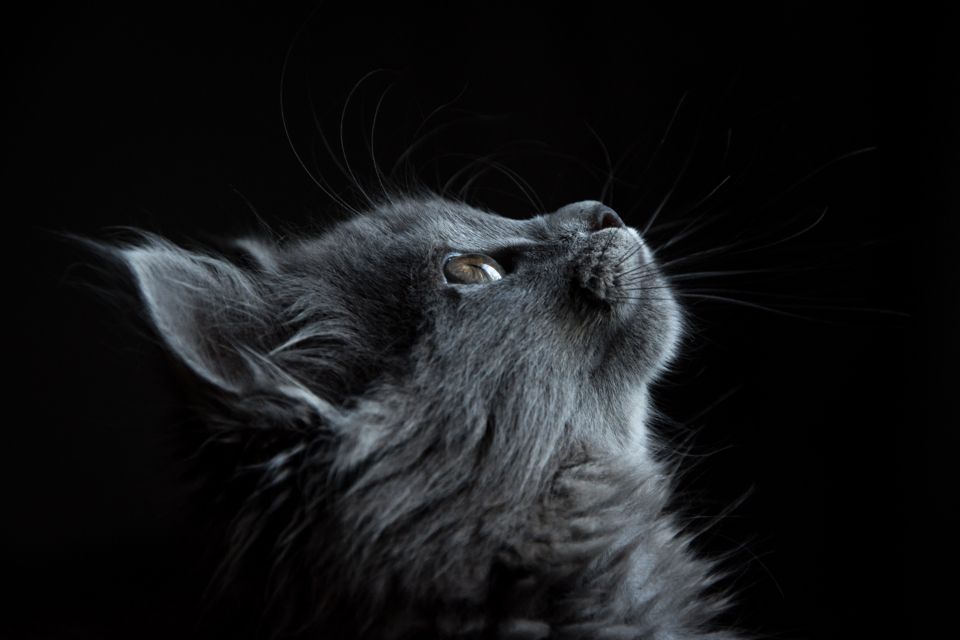 Krankenversicherung für Katzen