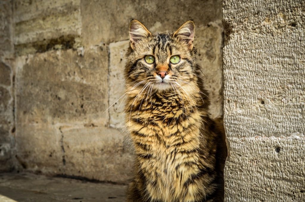 Getigerte Hauskatze sitzt an einer Steinmauer in der Sonne
