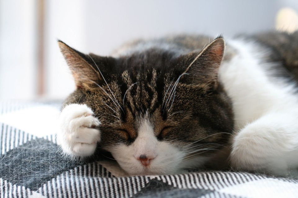 Katzensprache verstehen