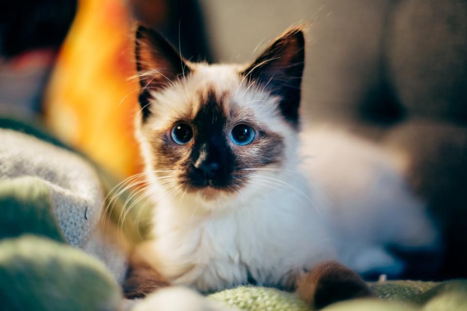 Kitten