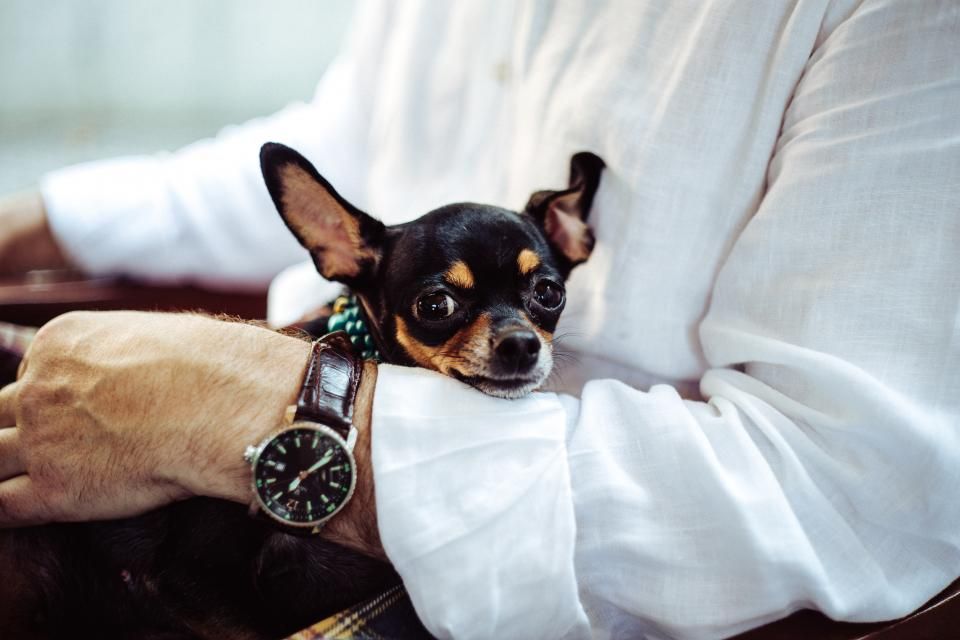 Kreuzbandriss beim Hund