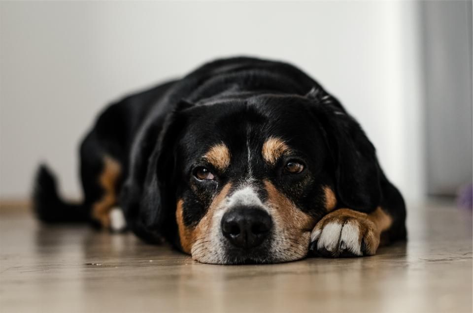 Magendrehung beim Hund