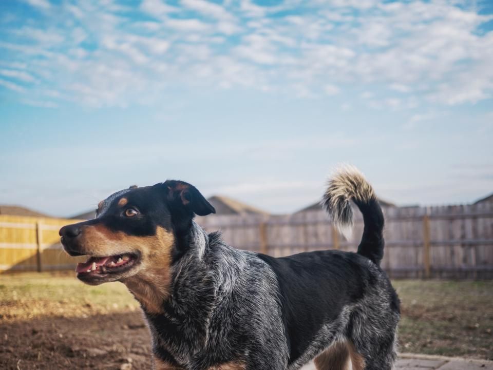 Trockenfutter vs. Nassfutter beim Hund
