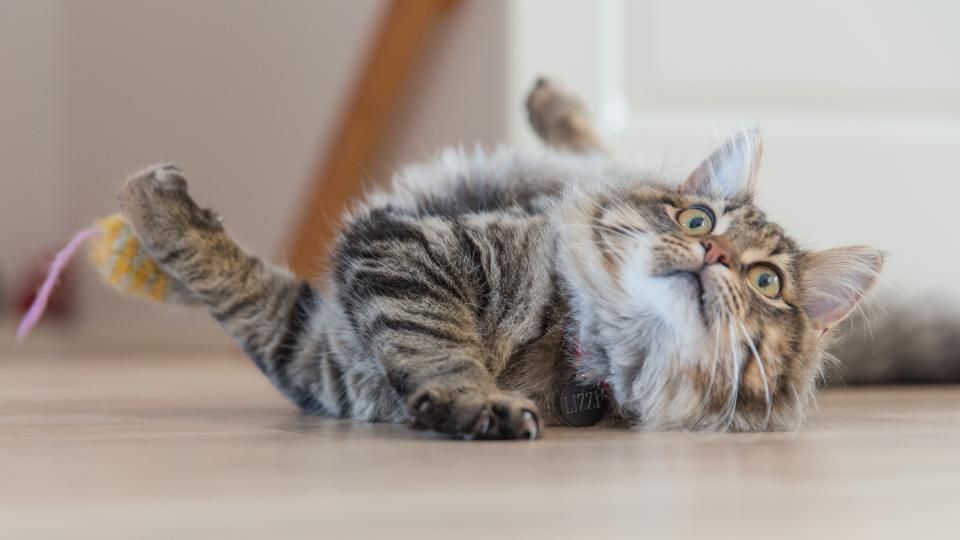 Nassfutter vs. Trockenfutter für Katzen