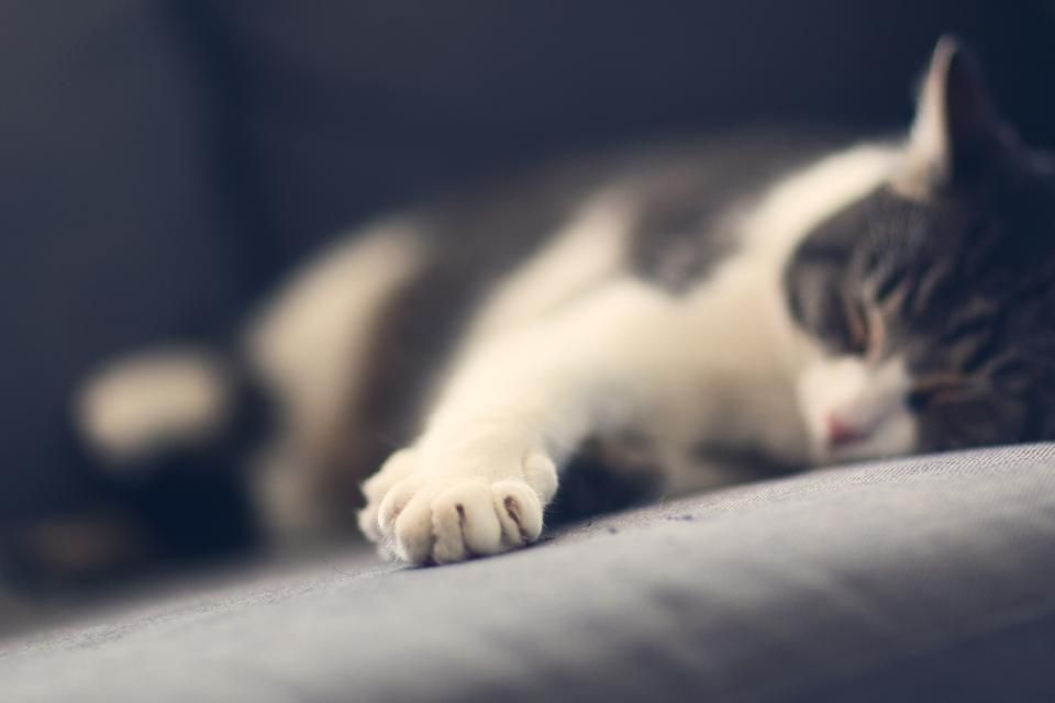 Niereninsuffizienz bei Katzen erkennen