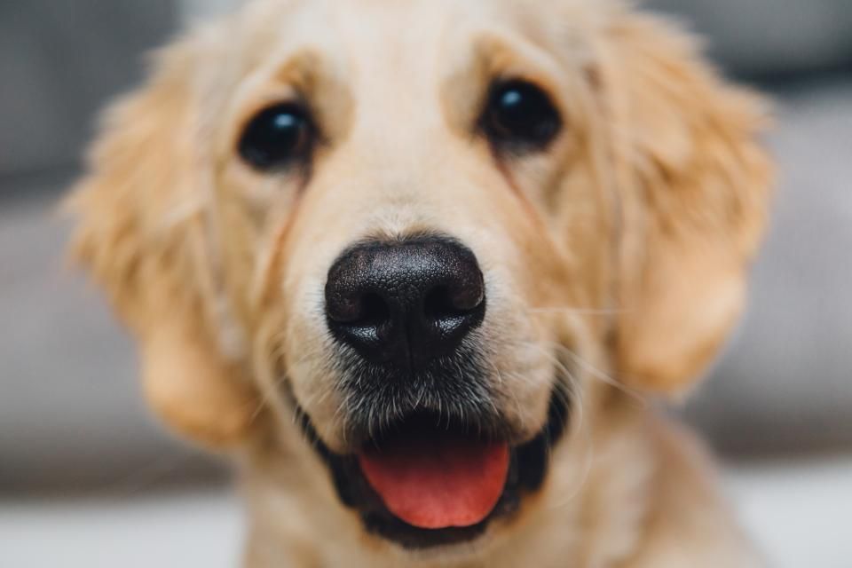 Tierarztkosten bei Hund