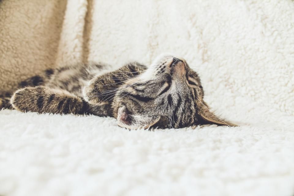 Warum schnurrt meine Katze? Die Bedeutung erklärt