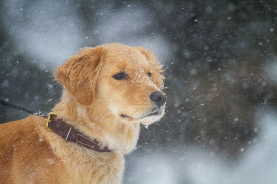 Was kostet ein Hund im Monat? Alle Kosten im Überblick