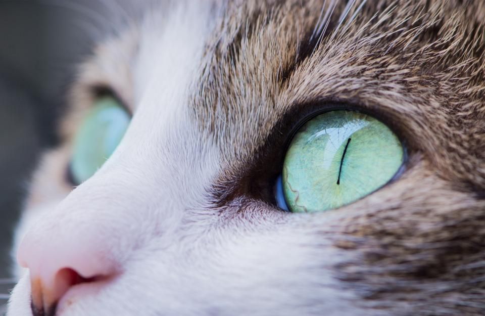 Was kostet eine Katze im Monat? Alle Kosten im Überblick