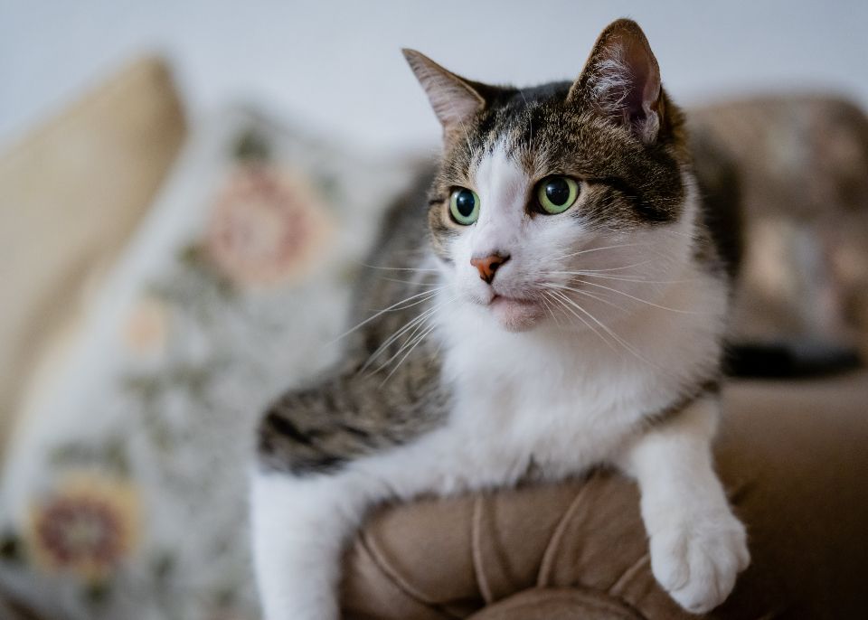Wie alt werden Katzen? Lebenserwartung