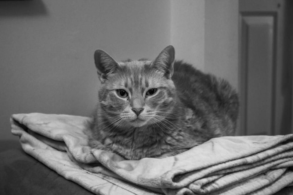 Wie viel Futter braucht meine Katze? Mengen-Tabelle nach Gewicht