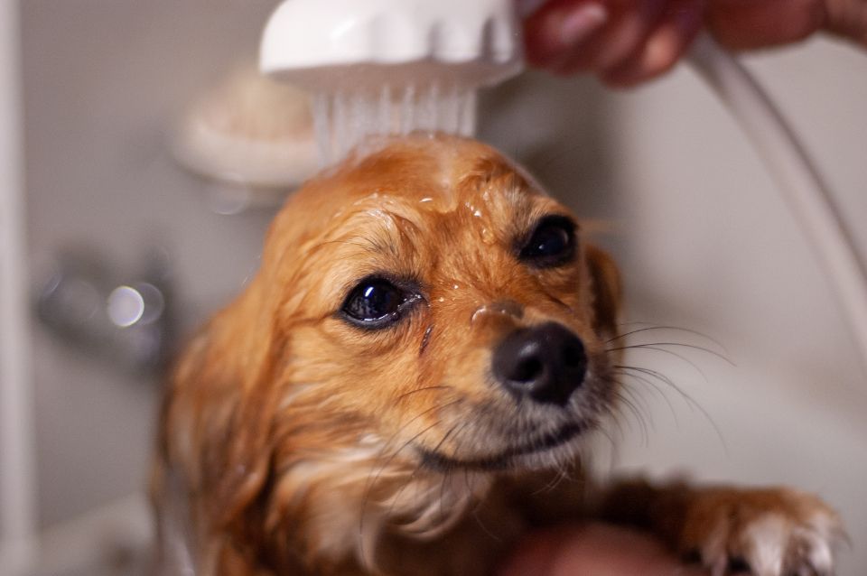Zahnpflege beim Hund