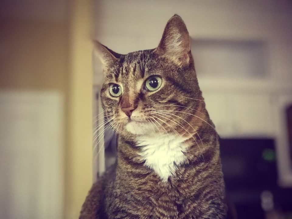 Zahnstein & Zahnprobleme bei Katzen
