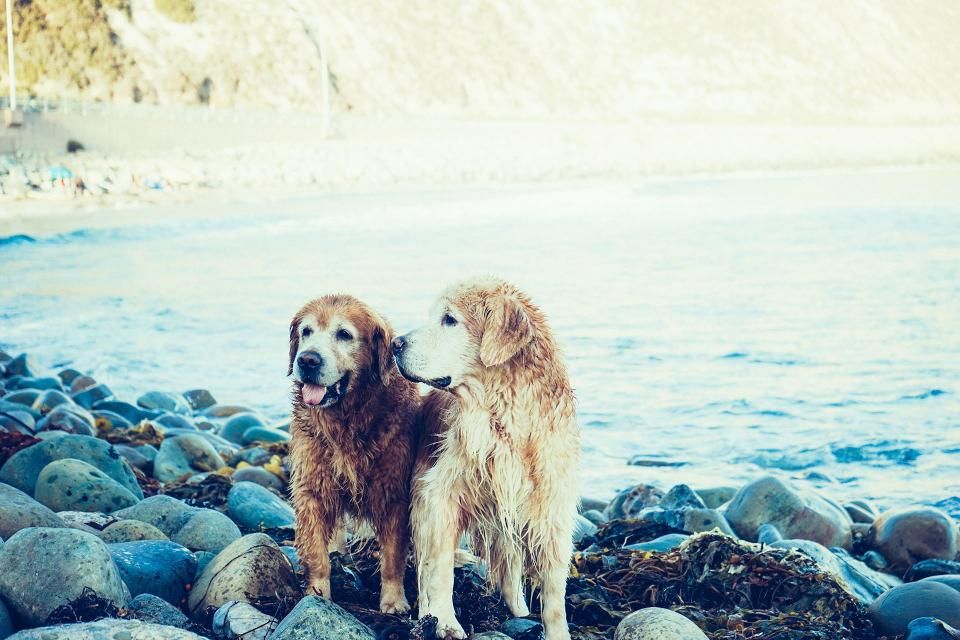 Zecken beim Hund richtig entfernen